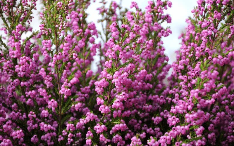 Heather plant