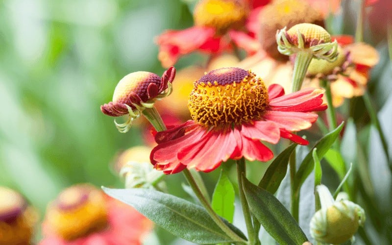 helenium