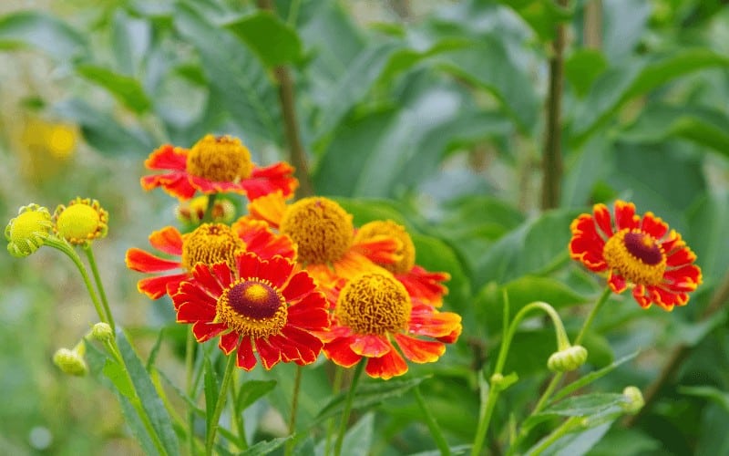 Helenium