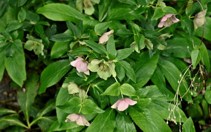 Hellebores