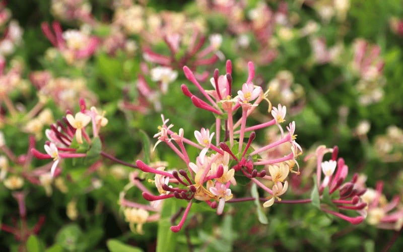 honeysuckle