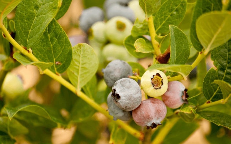 How Can you Tell if Your Blueberry Plant is Dying