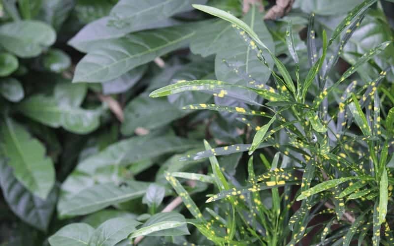 How Do You Bring A Plant Back to Life After Overwatering?