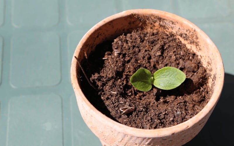 How Many Zucchini Plants Per 5 Gallon Bucket