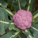 How To Grow Cauliflower From Scraps