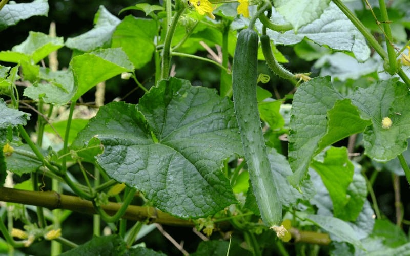 How To Grow Cucumber Plants Per 5-Gallon Bucket