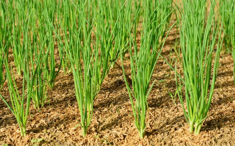 How To Grow Onions From Scraps