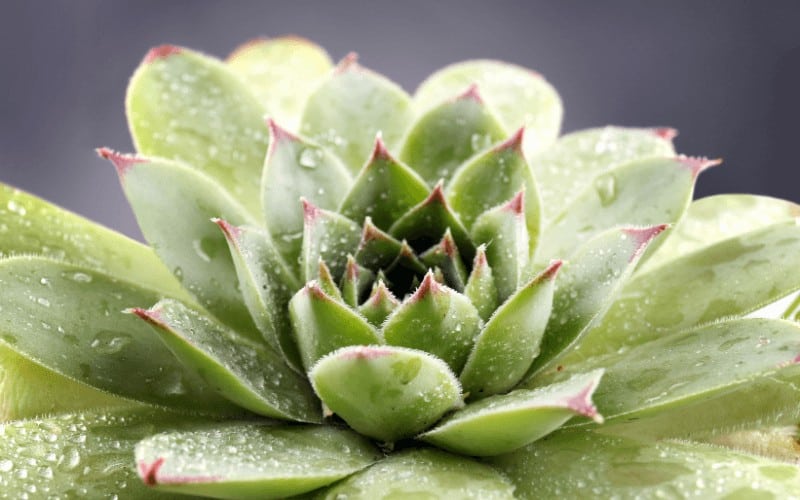 How To Know Your Succulent is Underwatered