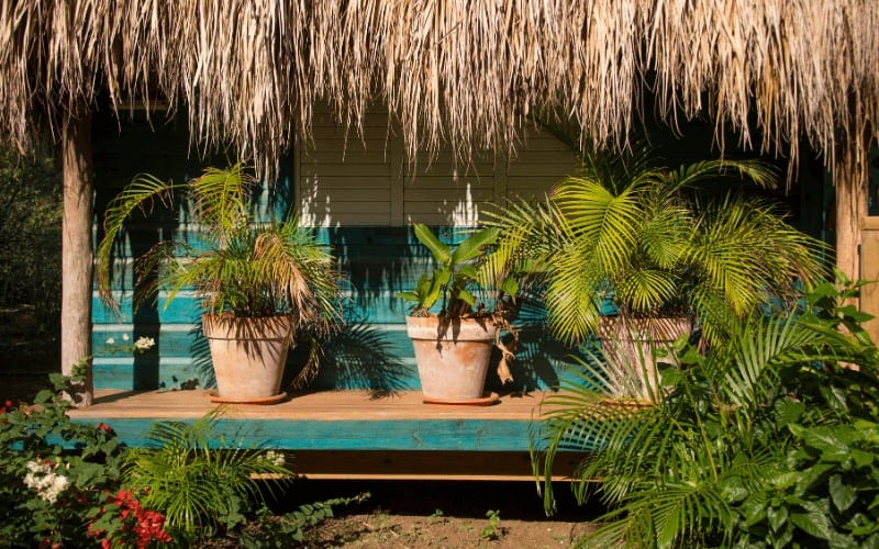 How To Revive a Dying Potted Palm Tree