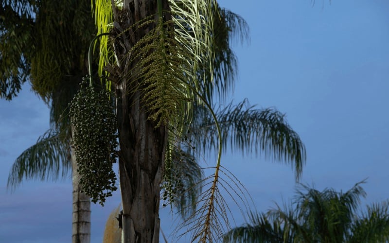 How To Save A Dying Queen Palm Tree