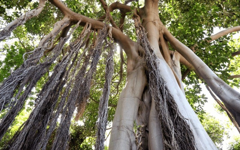 How To Save a Dying Ficus Tree