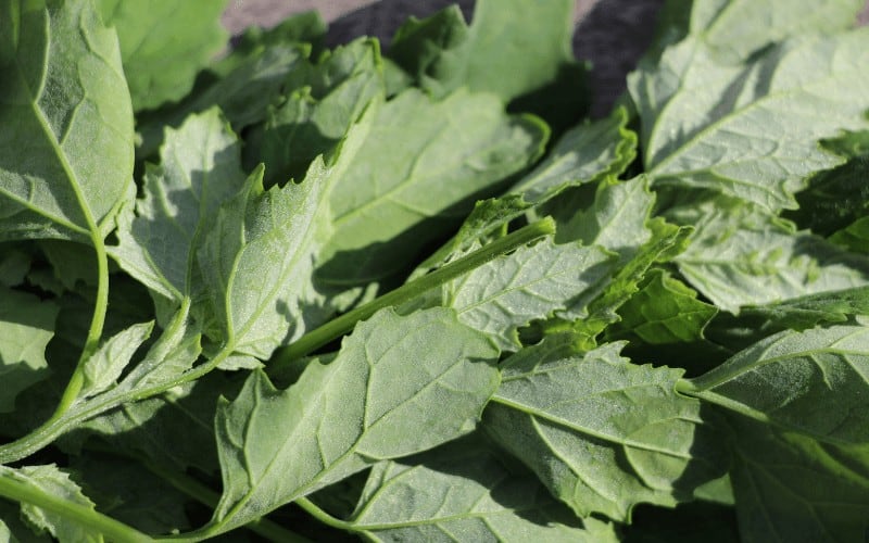 How to Identify Lambsquarters