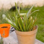 How to Save A Dying Aloe Plant