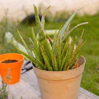 How To Save a Dying Spider Plant (5 EASY Steps)