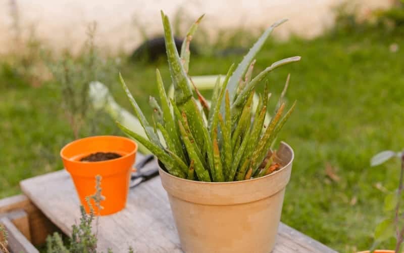 How To Save A Dying Aloe Plant 7 Quick Steps 0423