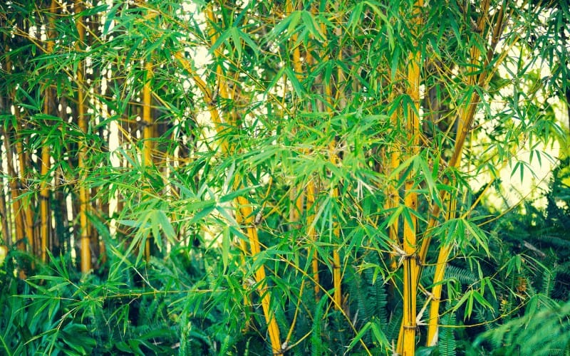 How to Save a Dying Bamboo Plant