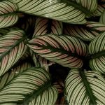 How to Save a Dying Calathea Plant