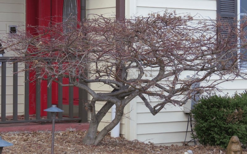How to Save a Dying Japanese Maple Tree