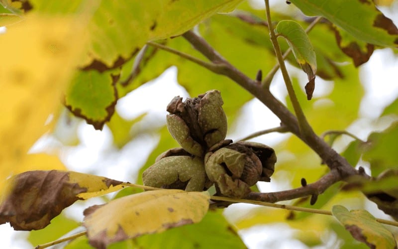 How to Save a Dying Walnut Tree
