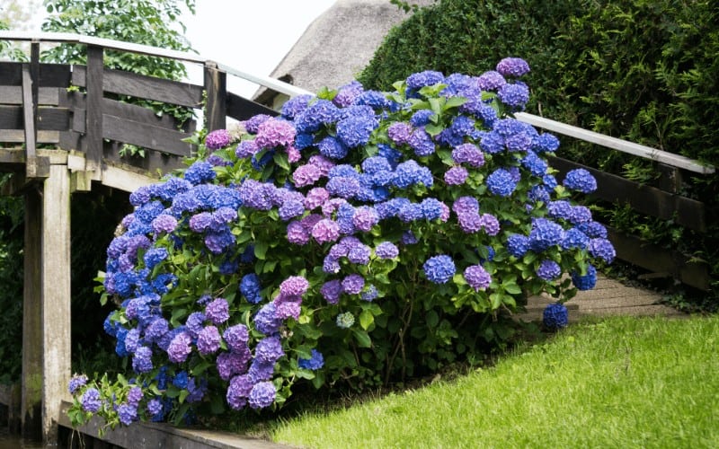 Hydrangea