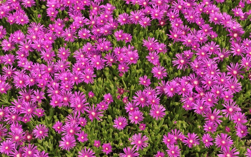 ice plant