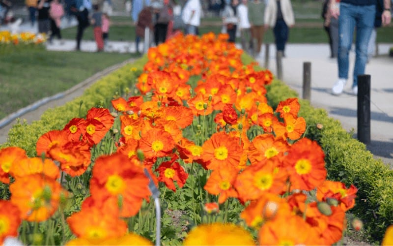 Iceland Poppy