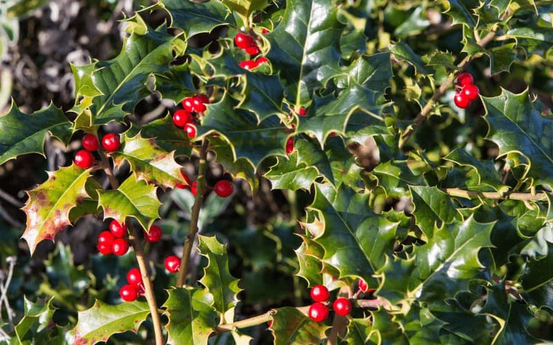 ilex plant