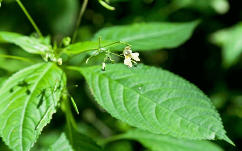 Impatiens flower