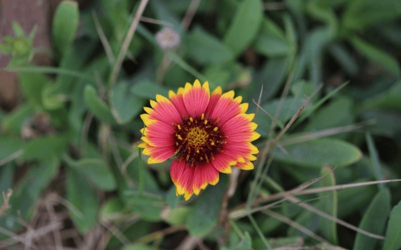 Indian Blanket flower