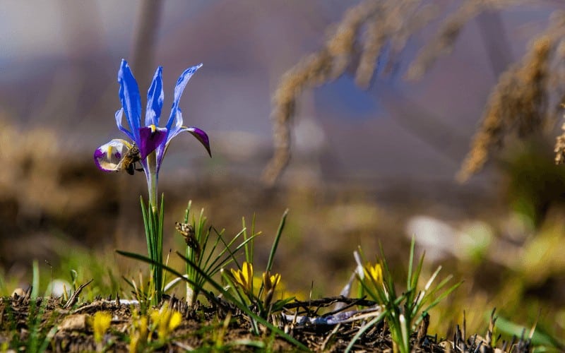 iris plant