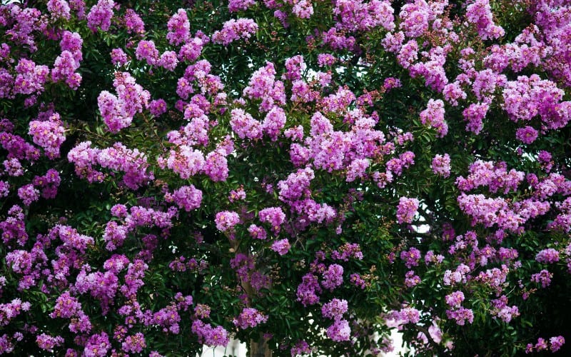 Jacaranda flowers that start with j