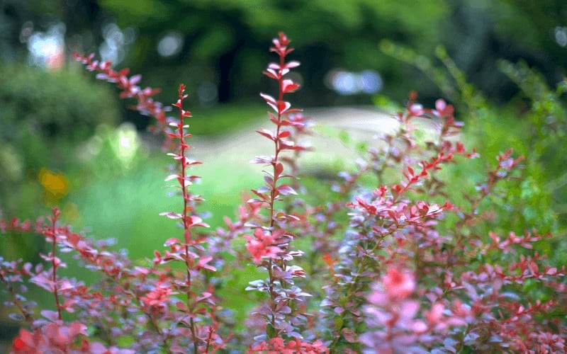 Japanese Barberry