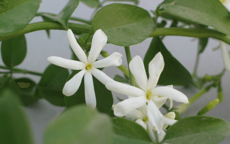 Jasminum