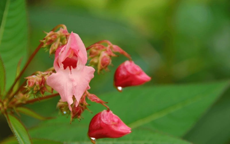 Jewelweed