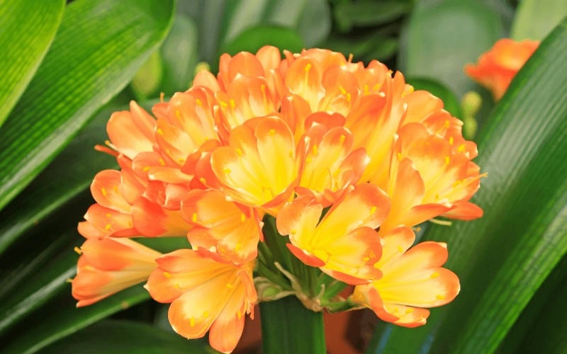 Kaffir Lily