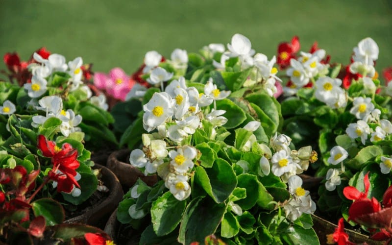 Kalanchoe