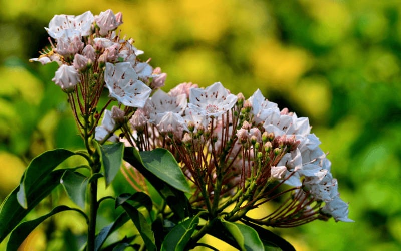 Kalmia Latifolia