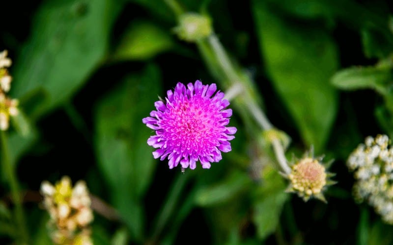 Knautia Arvensis