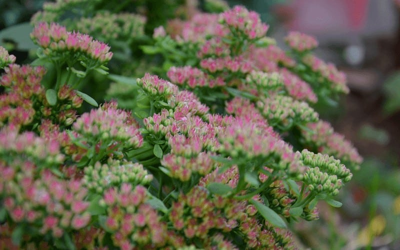 Lambsquarters Look Alikes