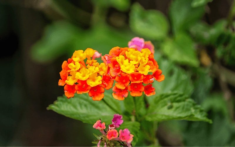 Lantana