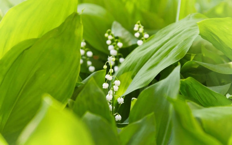 Lily of the Valley