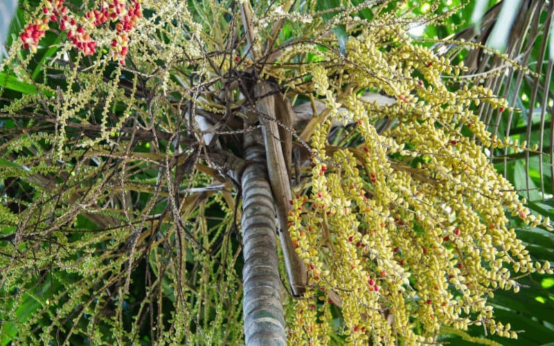 MacArthur Cluster Palm