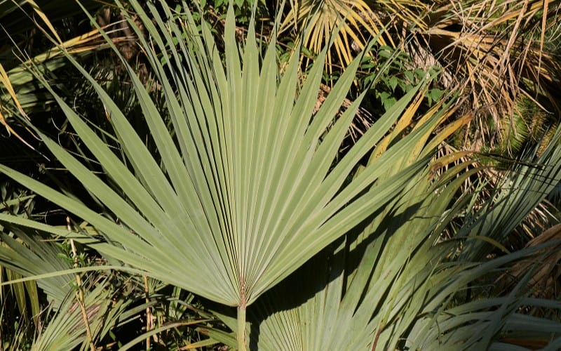 Mazari Palm