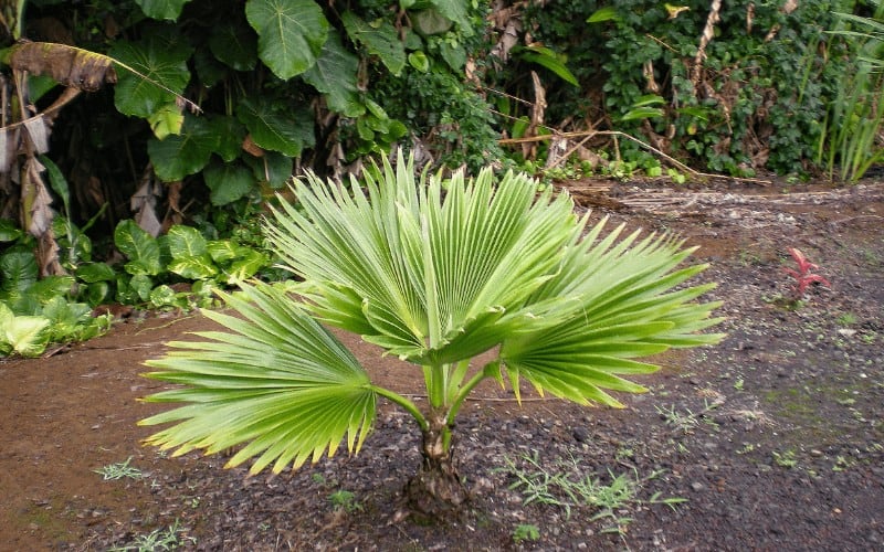 Mexican Palm tree