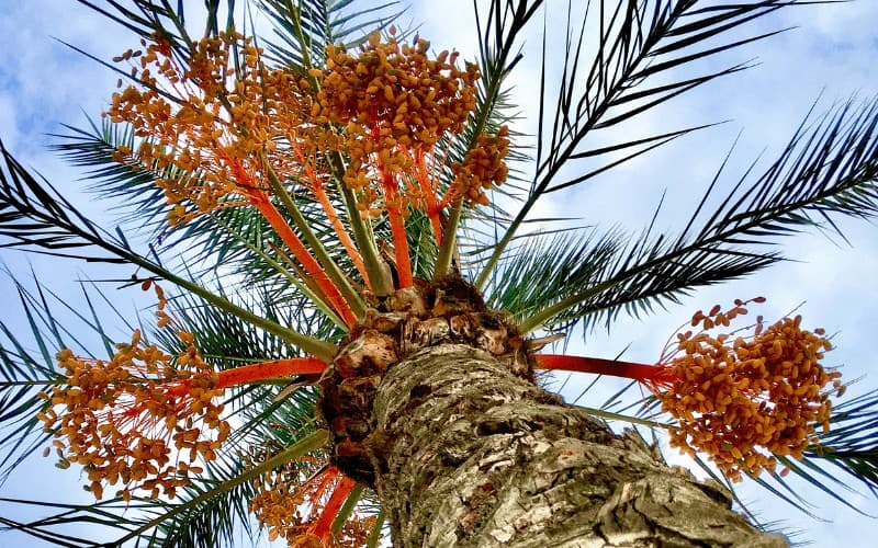 Pindo palm