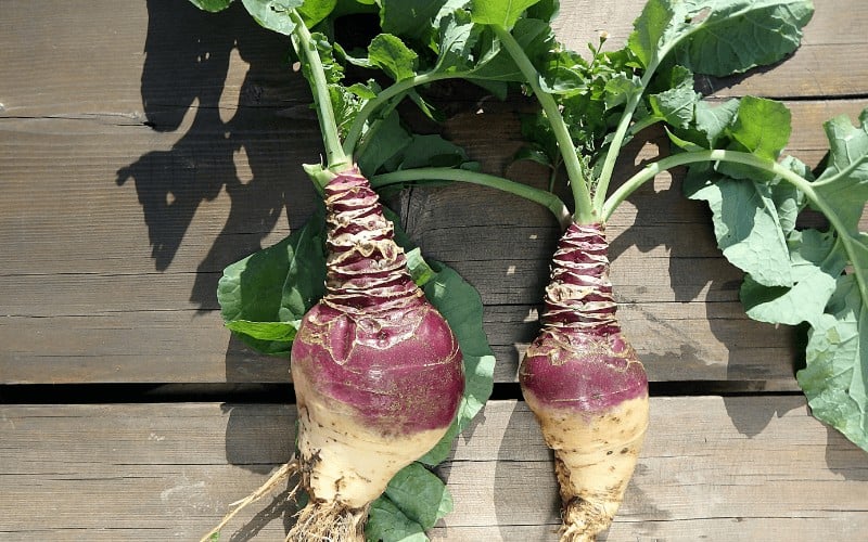 Problems With Growing Rutabaga From Scraps