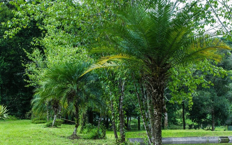 Pygmy Date Palm