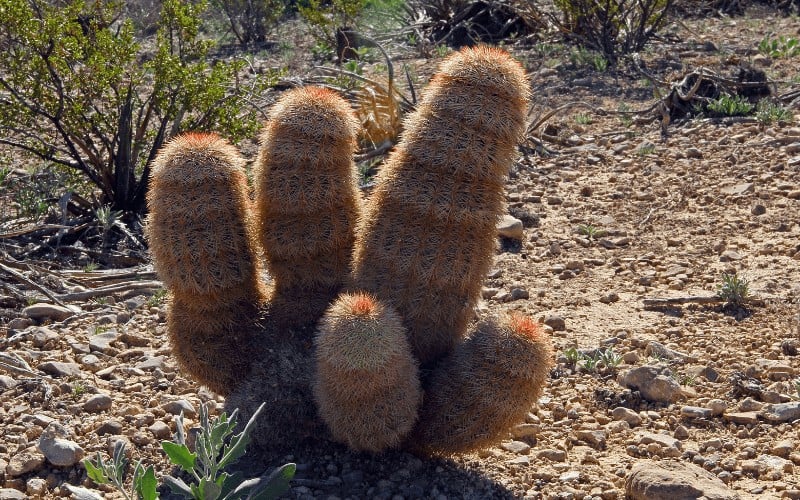 Rainbow Cactus