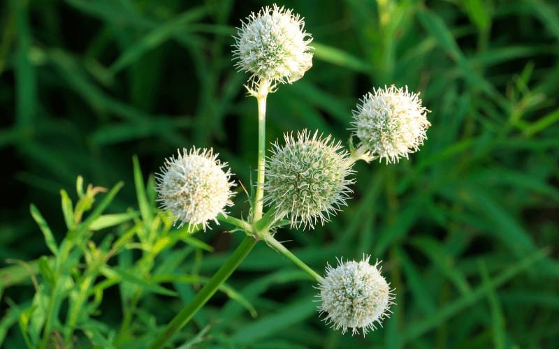 Rattlesnake Master