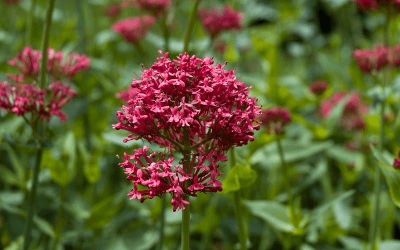 Red Valerian